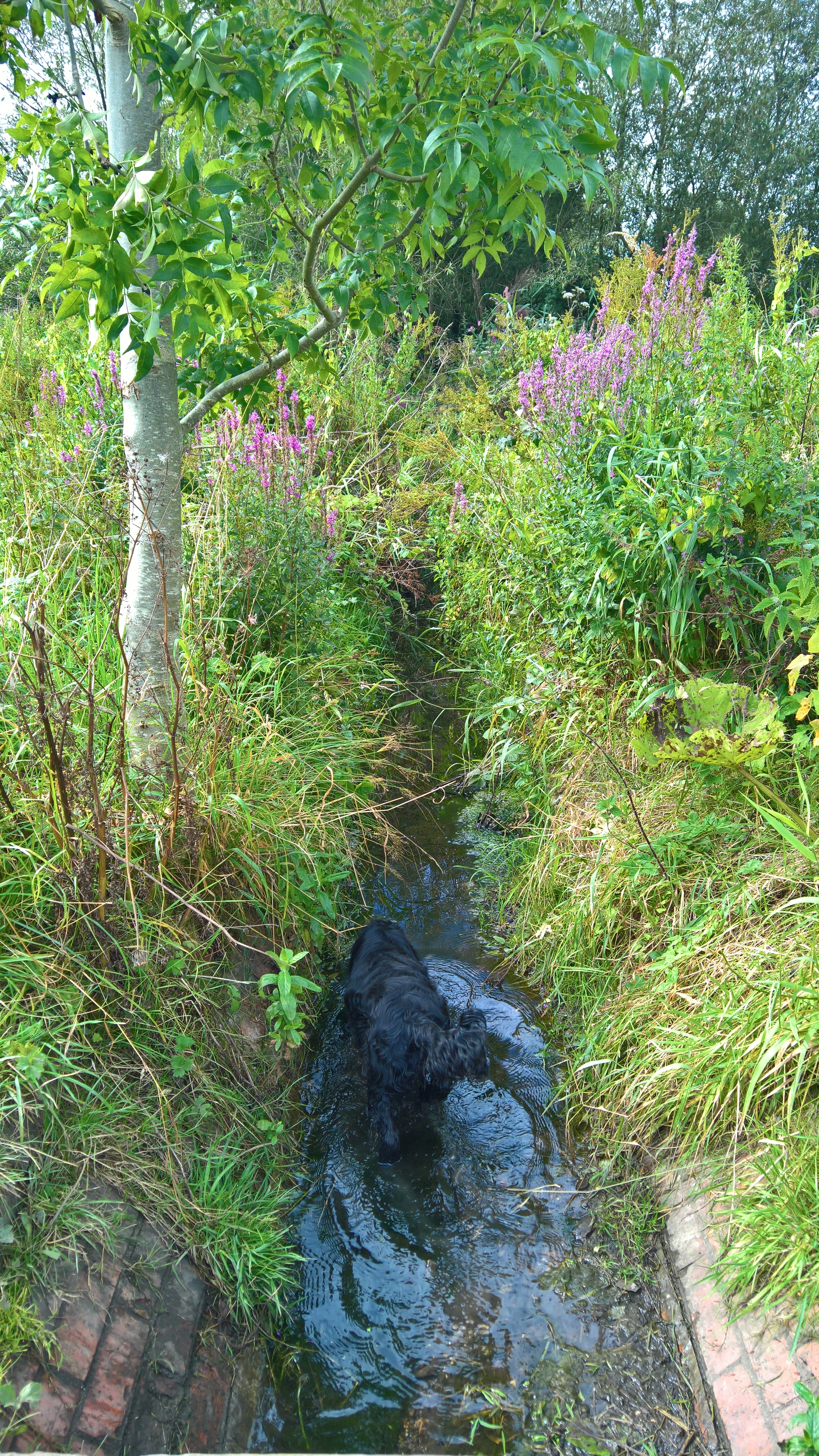 WP_20170820_11_01_22_Rich_LI