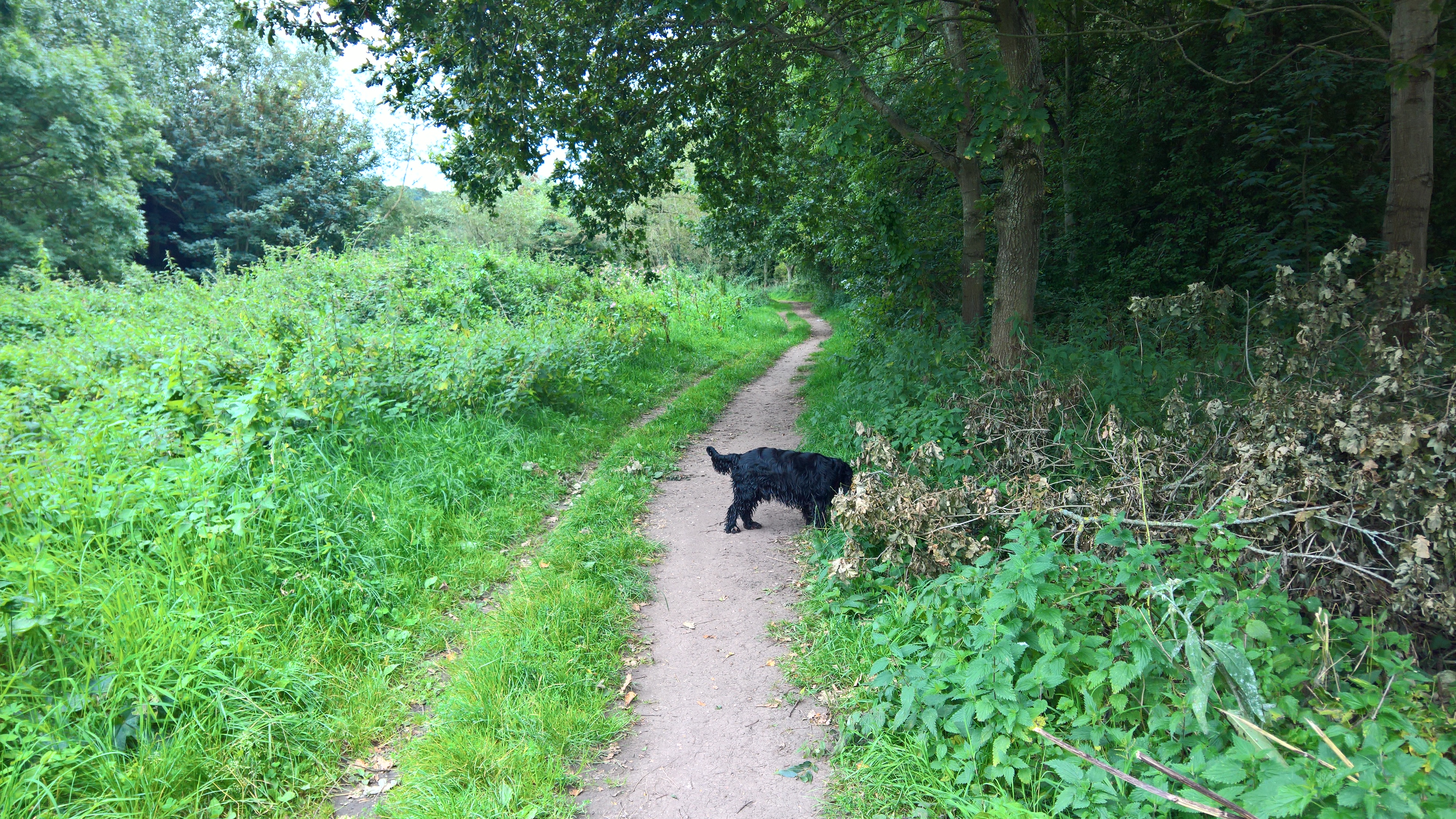 WP_20170820_11_31_11_Rich_LI