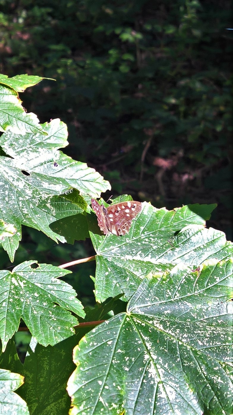 WP_20170827_09_24_43_Pro_LI