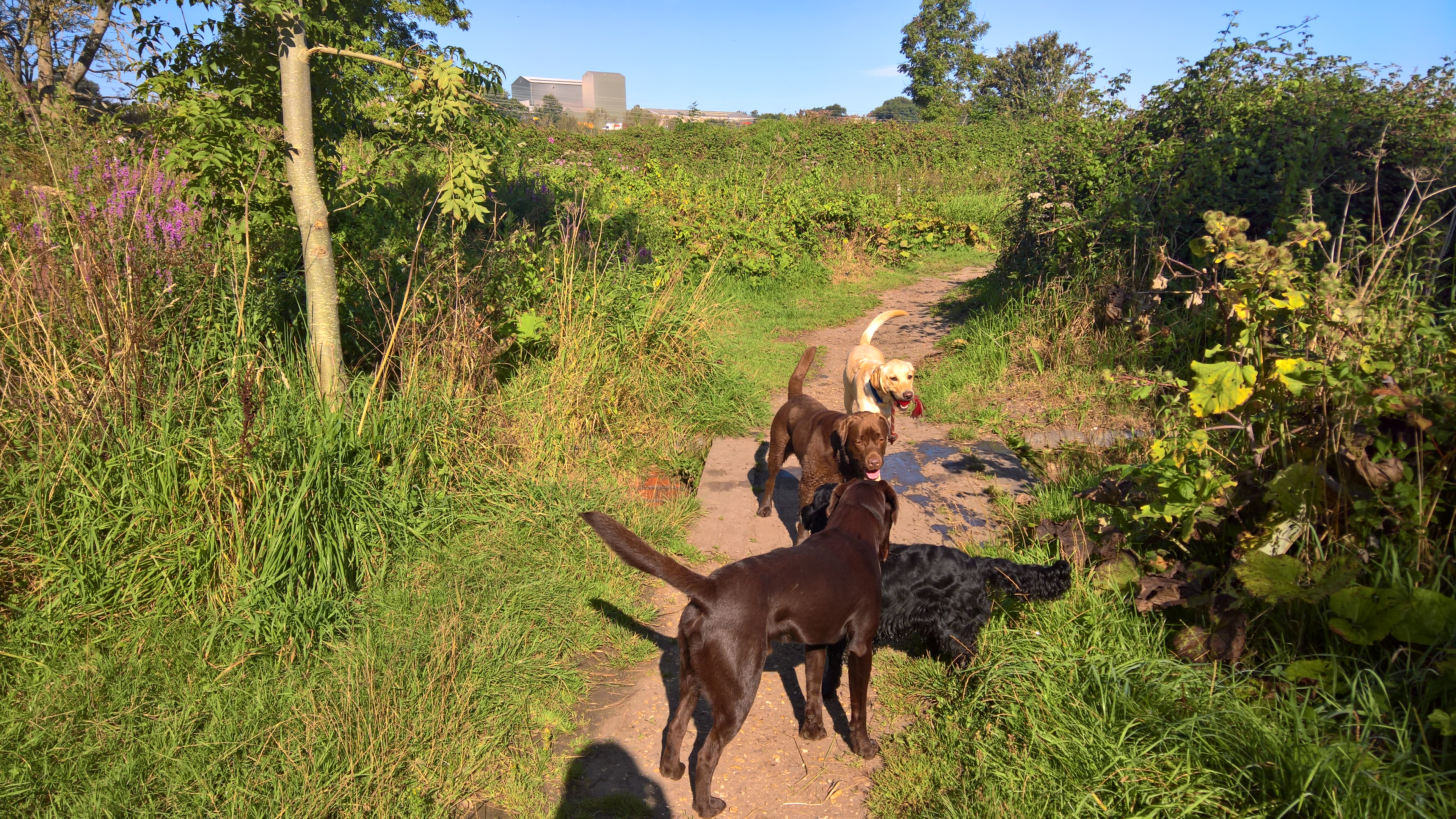 WP_20170827_09_40_28_Rich_LI