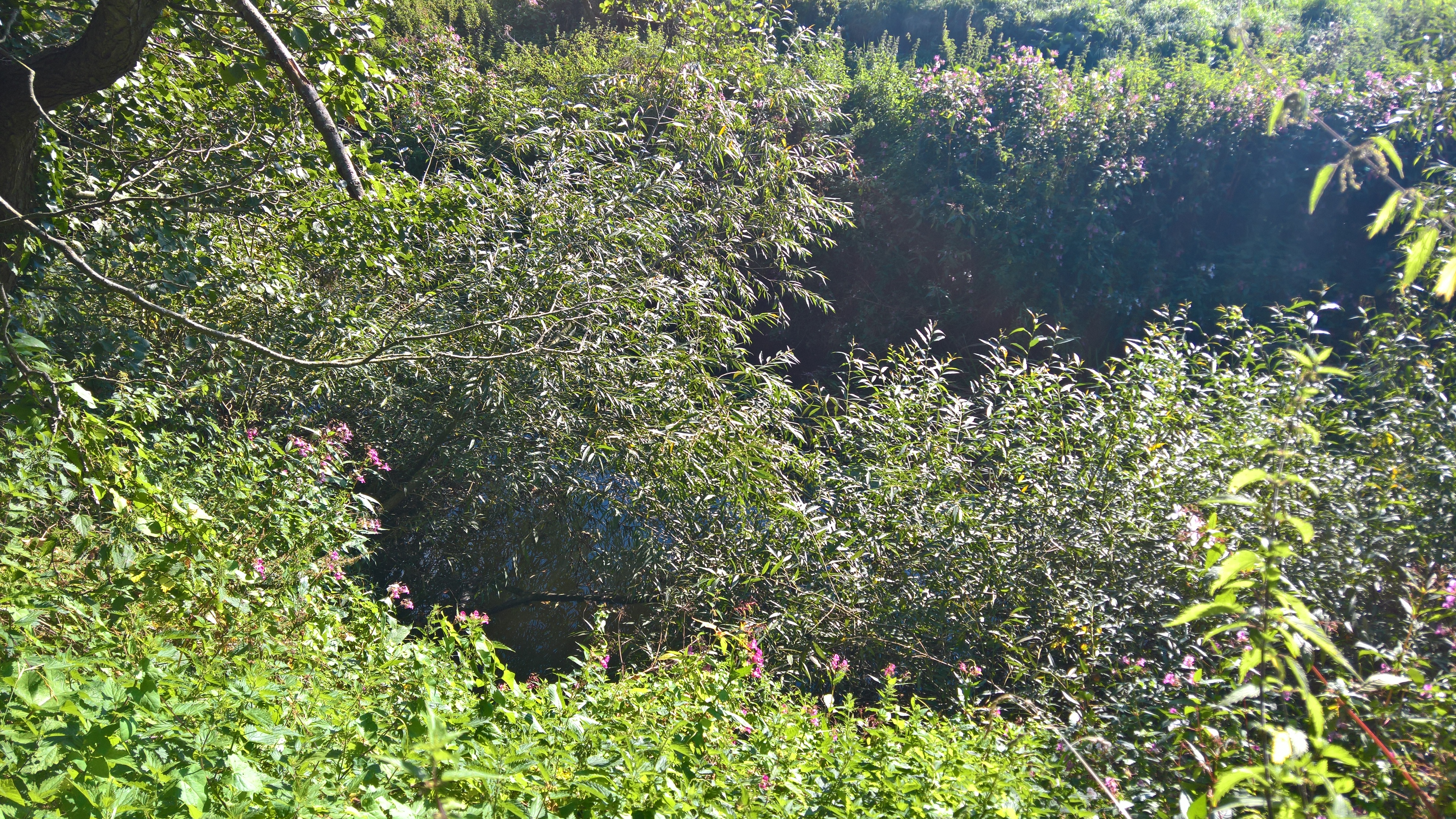 WP_20170827_09_42_29_Rich_LI