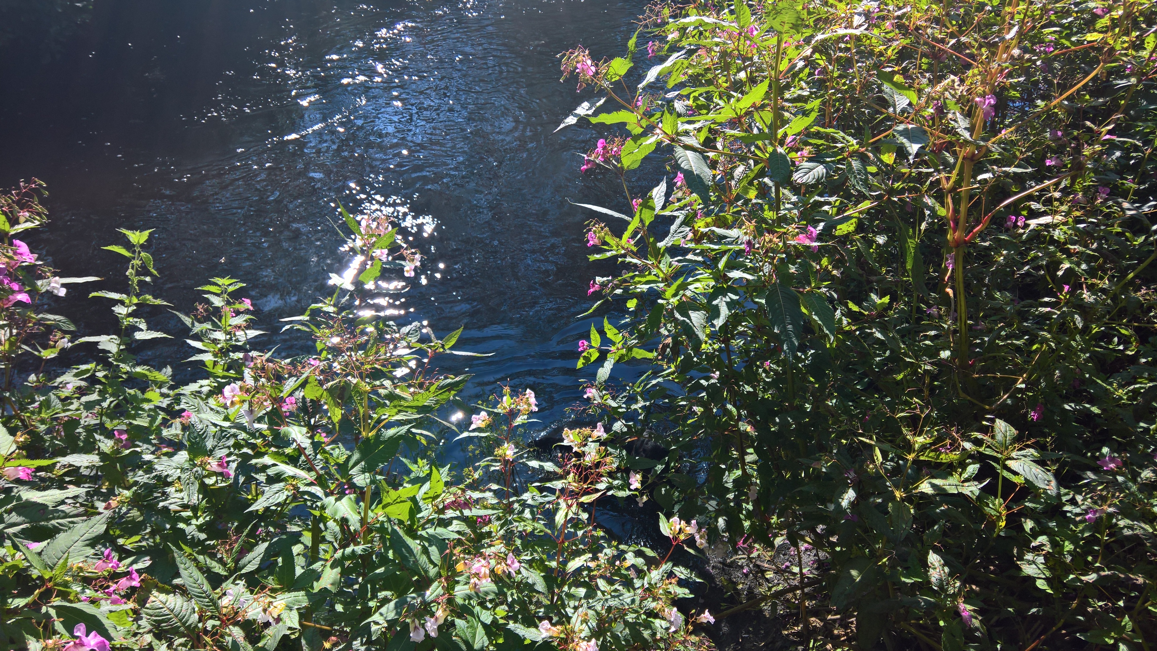 WP_20170827_09_54_52_Rich_LI