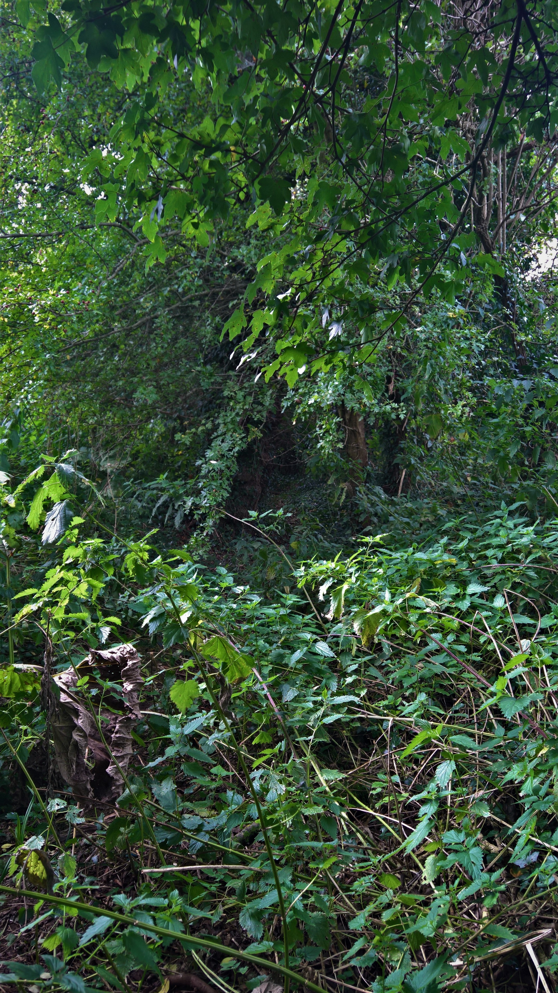 WP_20170831_12_10_42_Rich_LI