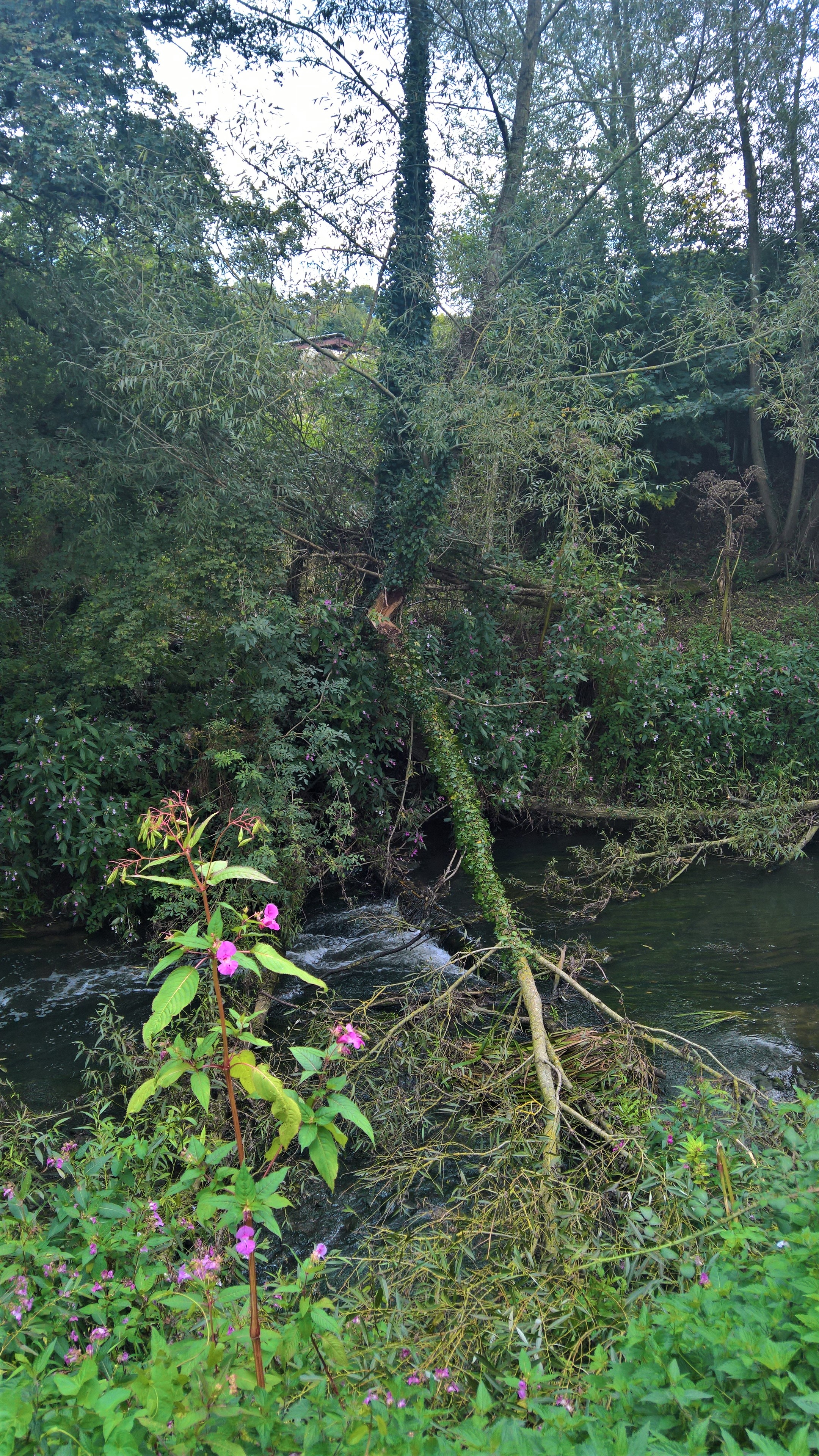 WP_20170831_12_14_29_Rich_LI