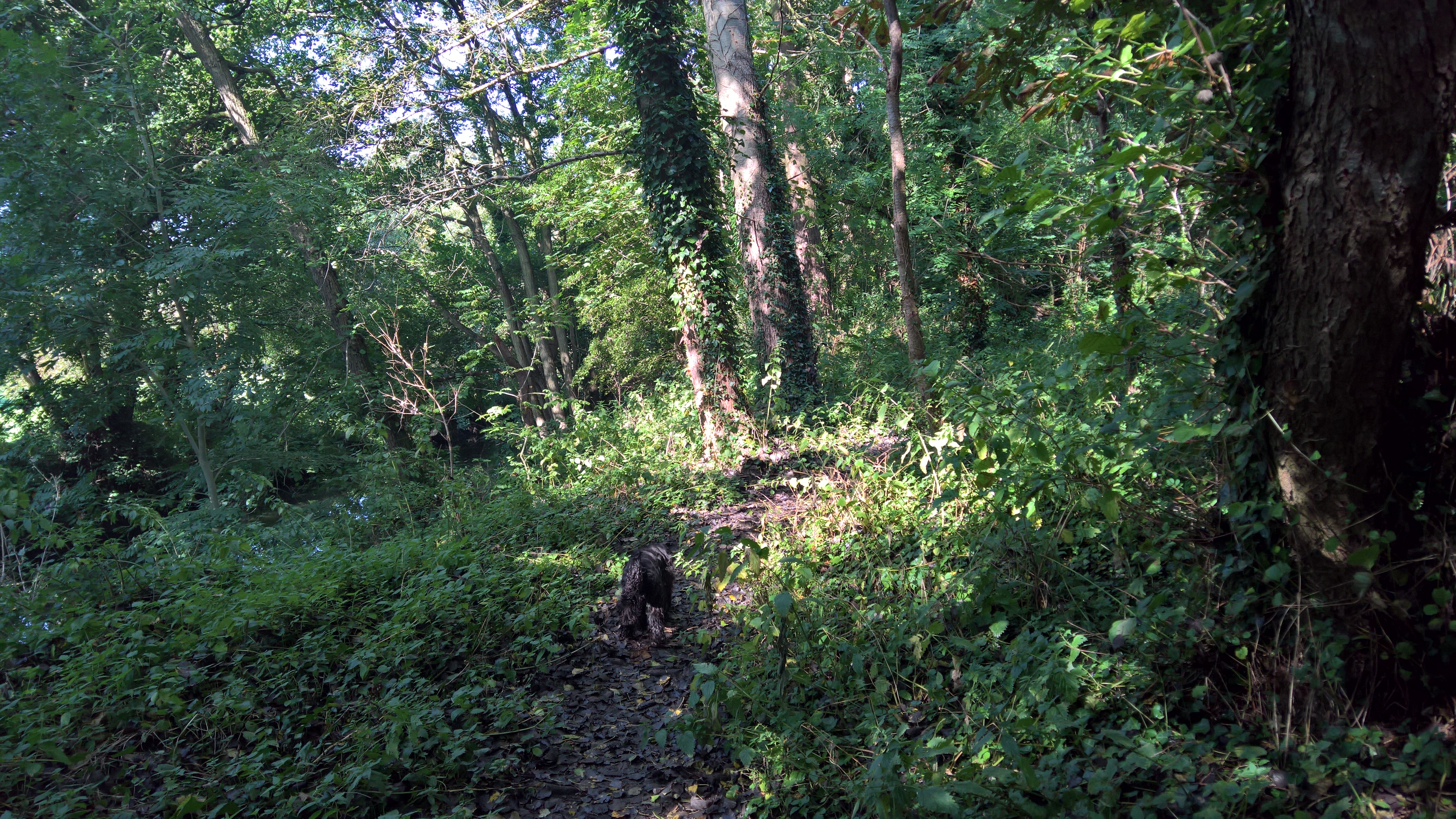 WP_20170901_10_14_14_Pro_LI