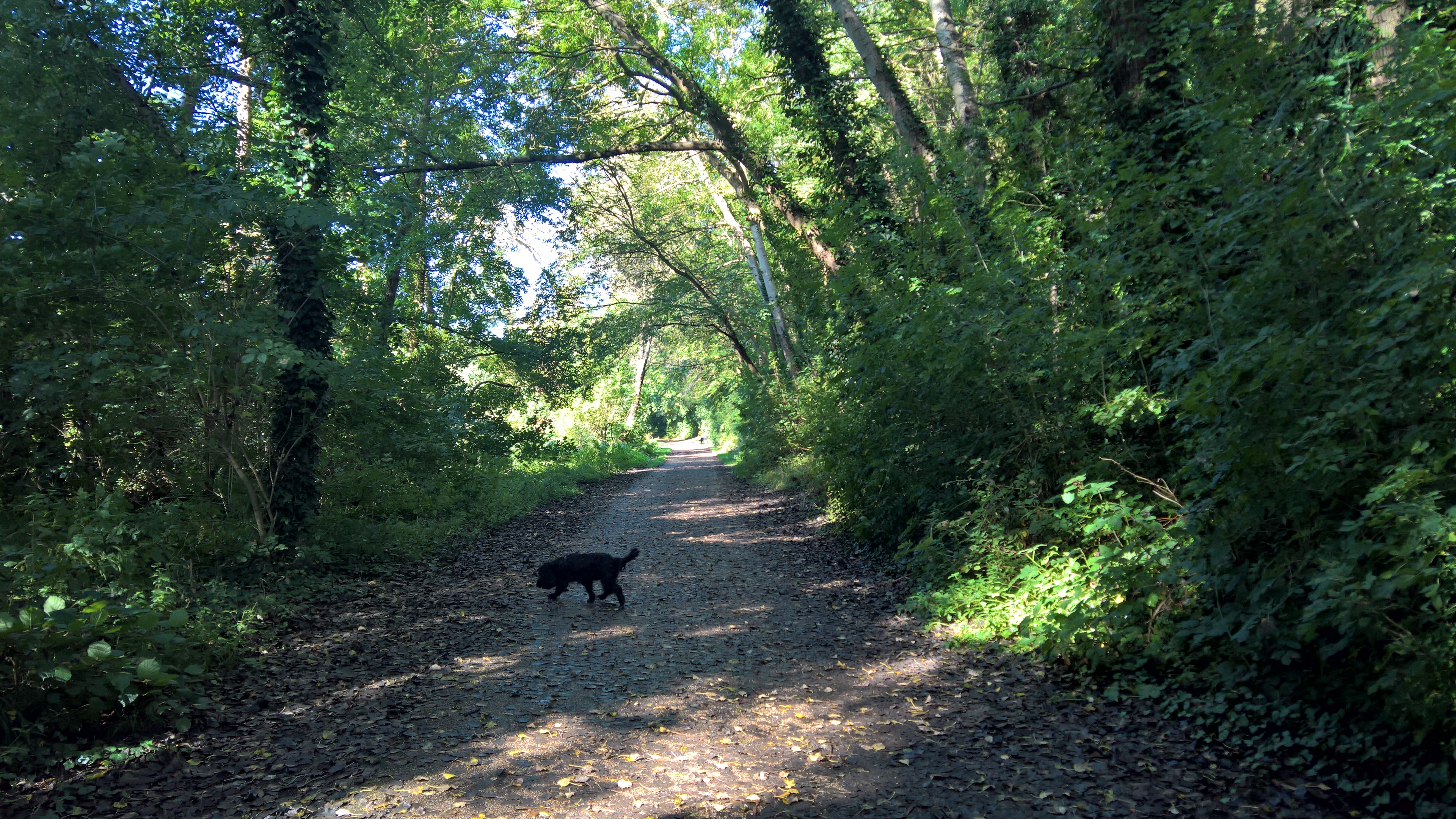 WP_20170901_10_16_02_Pro_LI