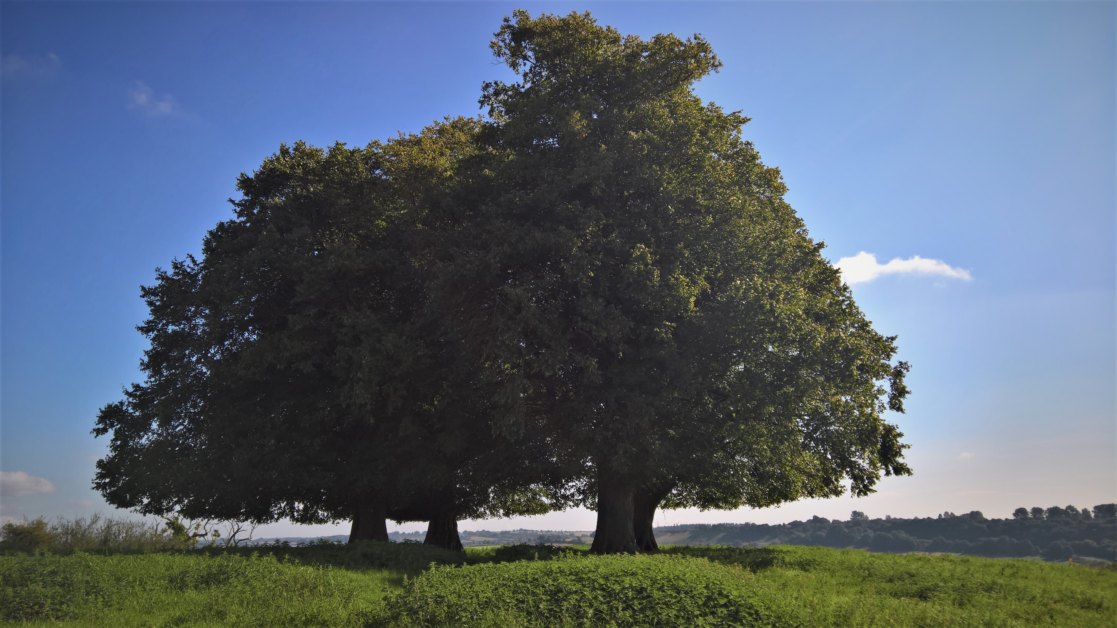 WP_20170901_10_37_07_Pro_LI