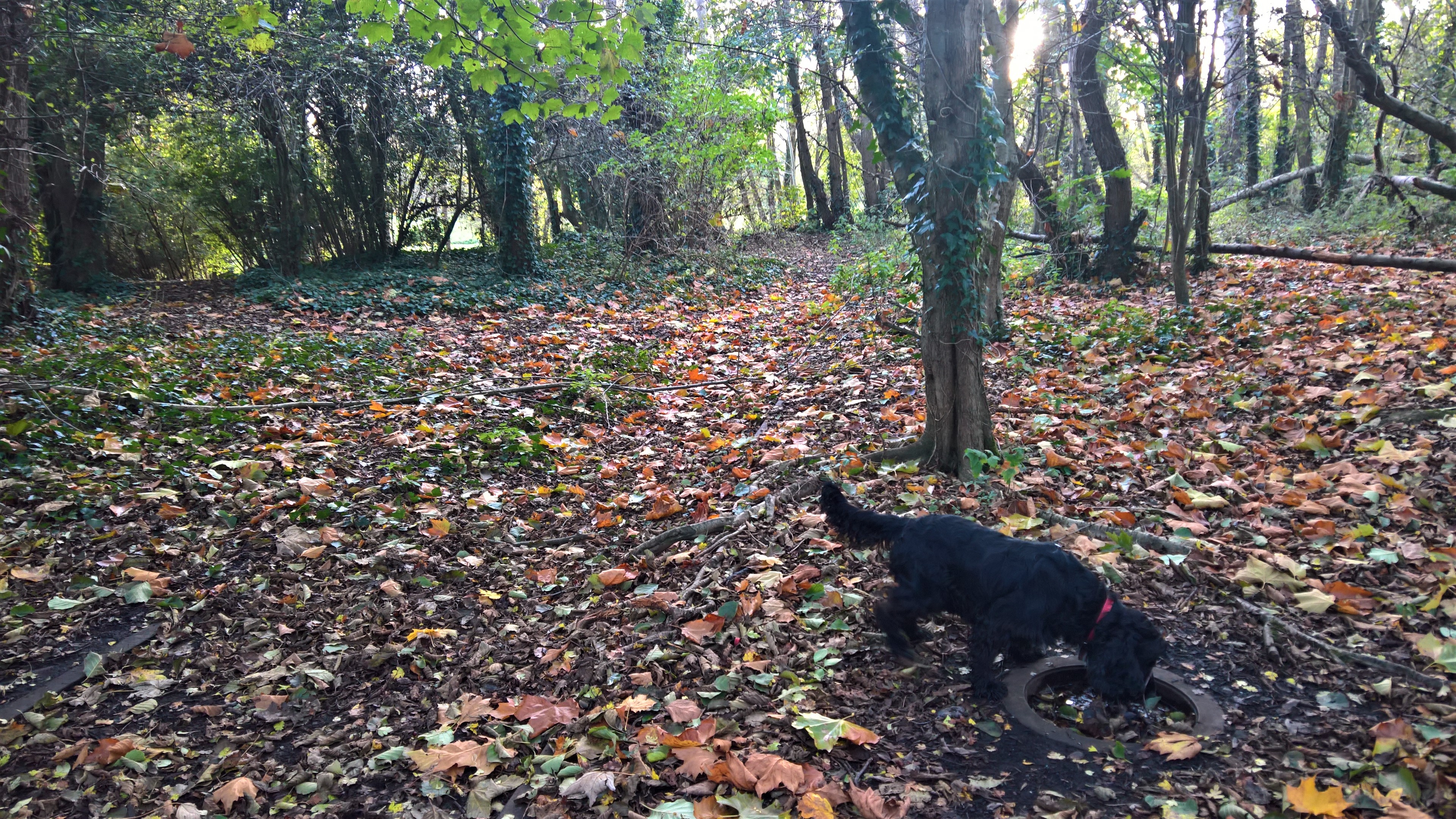 WP_20171108_15_38_04_Pro_LI