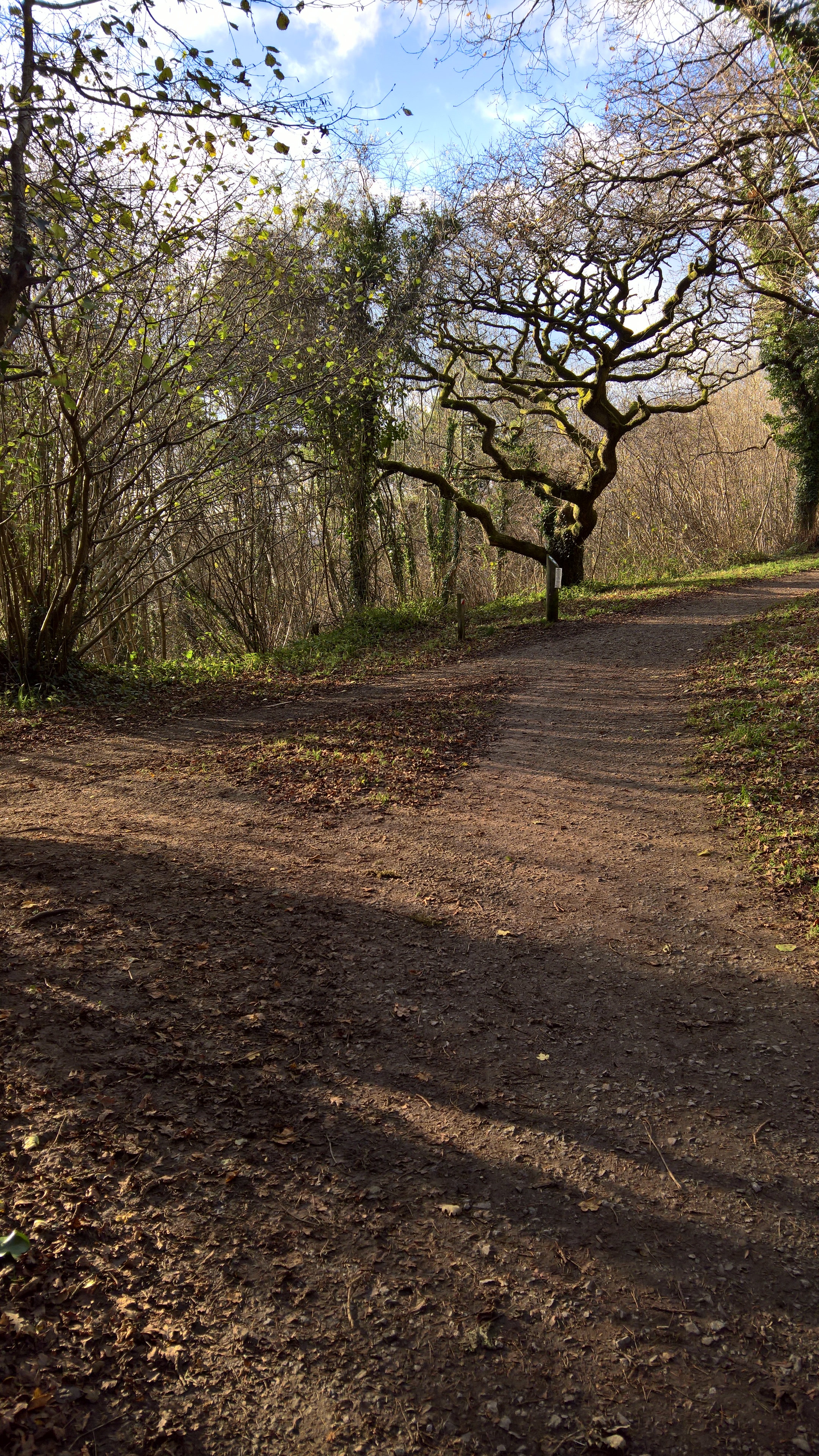 WP_20171208_13_00_42_Pro_LI