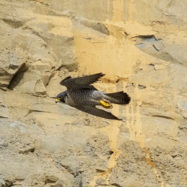 Peregrine